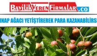 Hünnap Ağacı Yetiştirerek Para Kazanabilirsiniz – İş Fikirleri