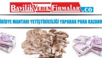 İstiridye Mantarı Yetiştiriciliği Yaparak Para Kazanmak