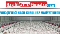Tavuk Çiftliği Nasıl Kurulur? Maliyeti Nedir?