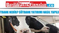 Sütbank Nedir? Sütbank Yatırımı Nasıl Yapılır?