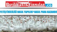 Kaz Yetiştiriciliği Nasıl Yapılır? Nasıl Para Kazandırır?